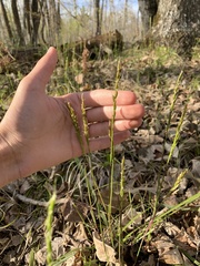 Oryzopsis asperifolia