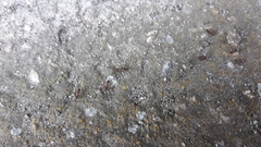 Lasius emarginatus
