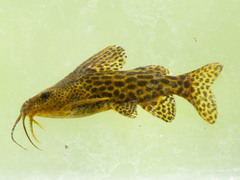 Synodontis macrostoma
