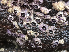 Nesochthamalus intertextus