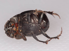 Metacatharsius opacus