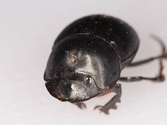 Metacatharsius opacus