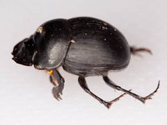 Metacatharsius opacus