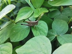 Phlaeoba antennata
