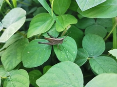 Phlaeoba antennata