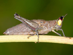 Pseudothericles jallae jallae