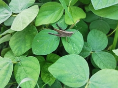 Phlaeoba antennata