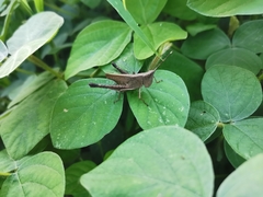 Phlaeoba antennata