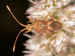 Cletoliturus lituripennis