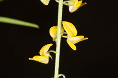 Crotalaria sphaerocarpa