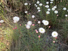 Coronidium waddelliae