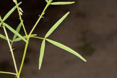 Crotalaria sphaerocarpa
