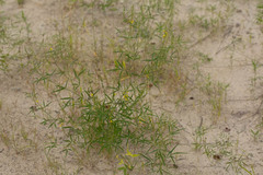 Crotalaria sphaerocarpa