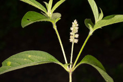 Cyathula orthacantha