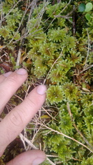 Mniodendron colensoi