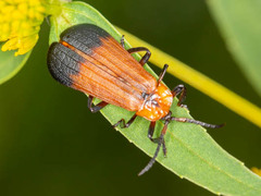Lycus subtrabeatus