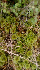 Mniodendron colensoi