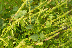 Ocimum americanum