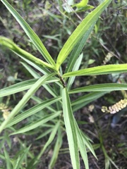 Asclepias perennis
