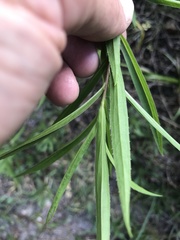 Asclepias perennis