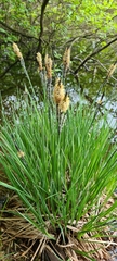 Carex elata