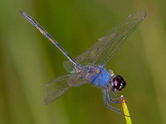 Trithemis hecate