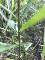 Asclepias perennis