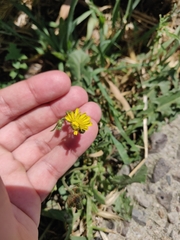 Crepis setosa