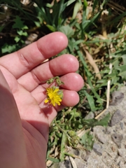 Crepis setosa