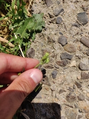 Crepis setosa