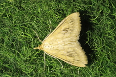 Paratalanta pandalis