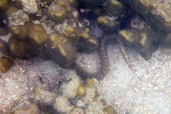 Congrogadus