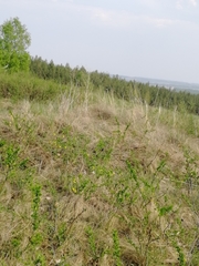 Chamaecytisus ruthenicus