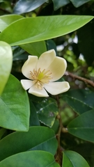Magnolia figo