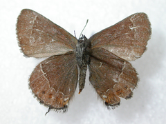 Callophrys johnsoni