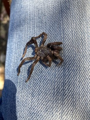 Calisoga longitarsis
