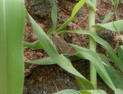 Torbenlarsenia gemella