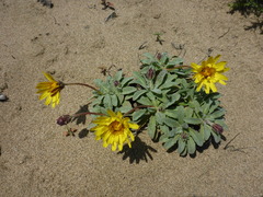 Agoseris apargioides