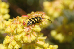 Stenostrophia tribalteata
