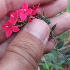 Bouvardia viminalis