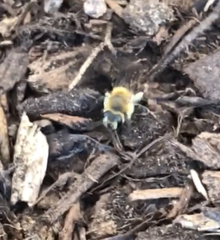 Andrena dunningi