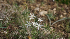 Ornithogalum navaschinii