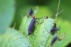 Epicauta mannerheimi