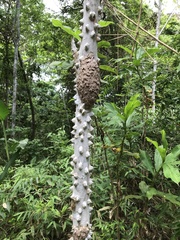 Zanthoxylum setulosum