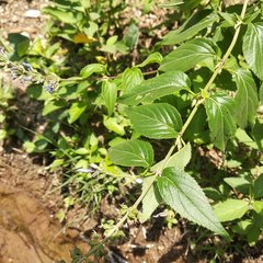 Salvia connivens