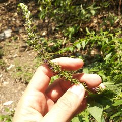 Salvia connivens