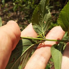 Salvia connivens