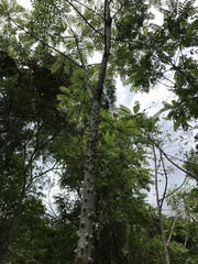 Zanthoxylum setulosum