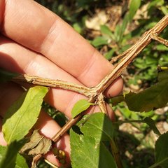 Salvia connivens