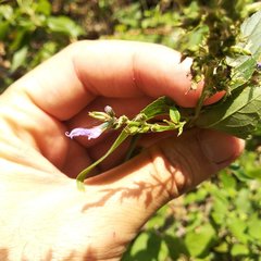 Salvia connivens